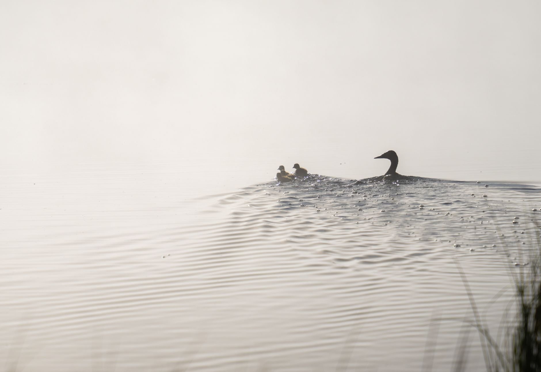 Silhouetted ducks on misty water at sunrise