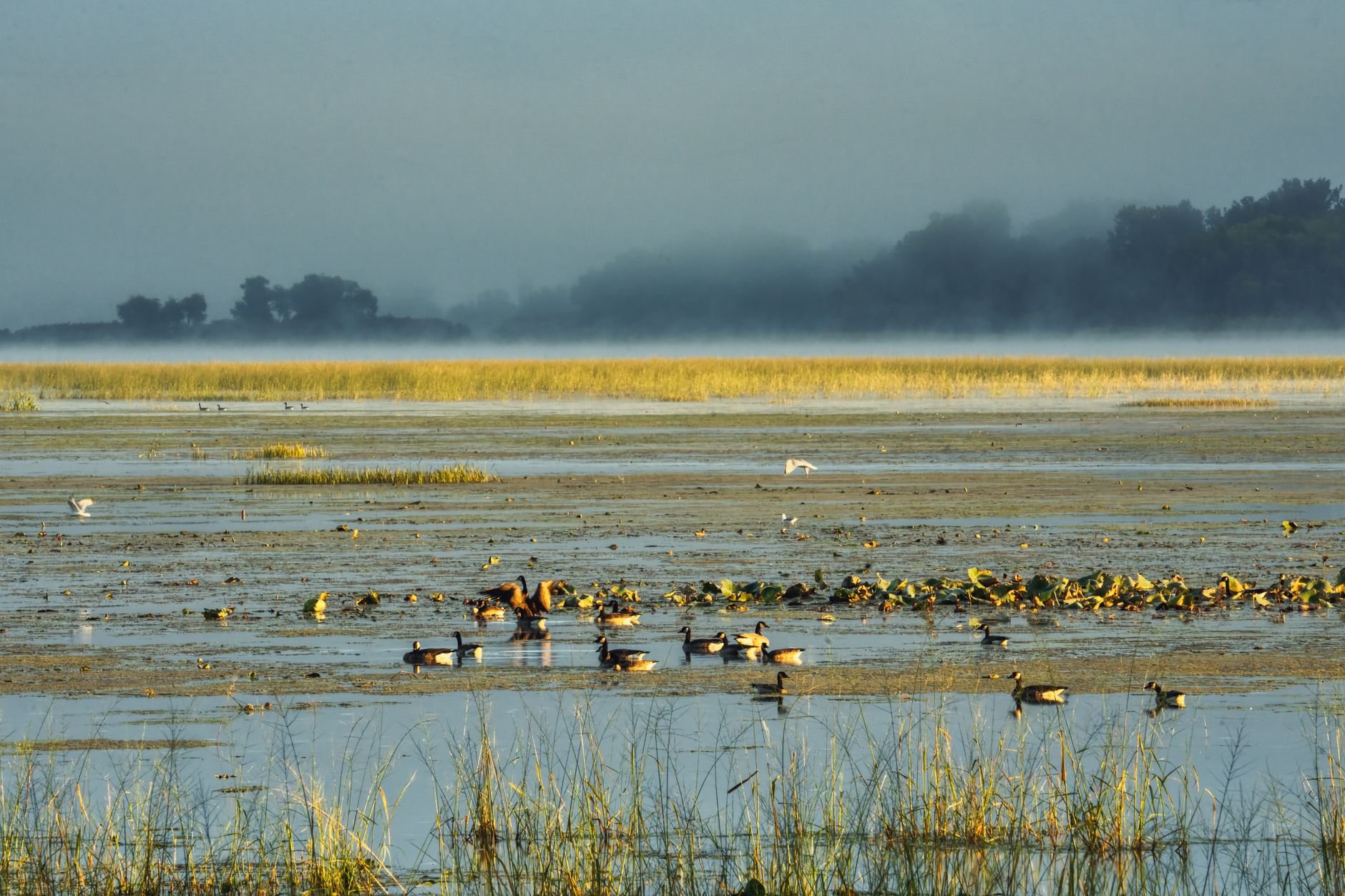 Tranquil wetland scene at sunrise in Minnesota with ducks and mist